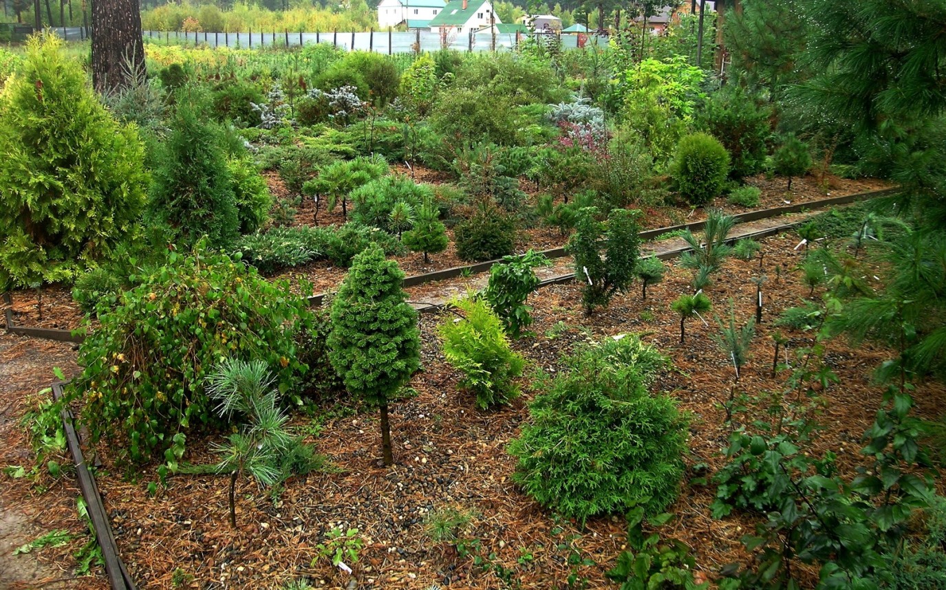 Гравийные сады в 2012 г.