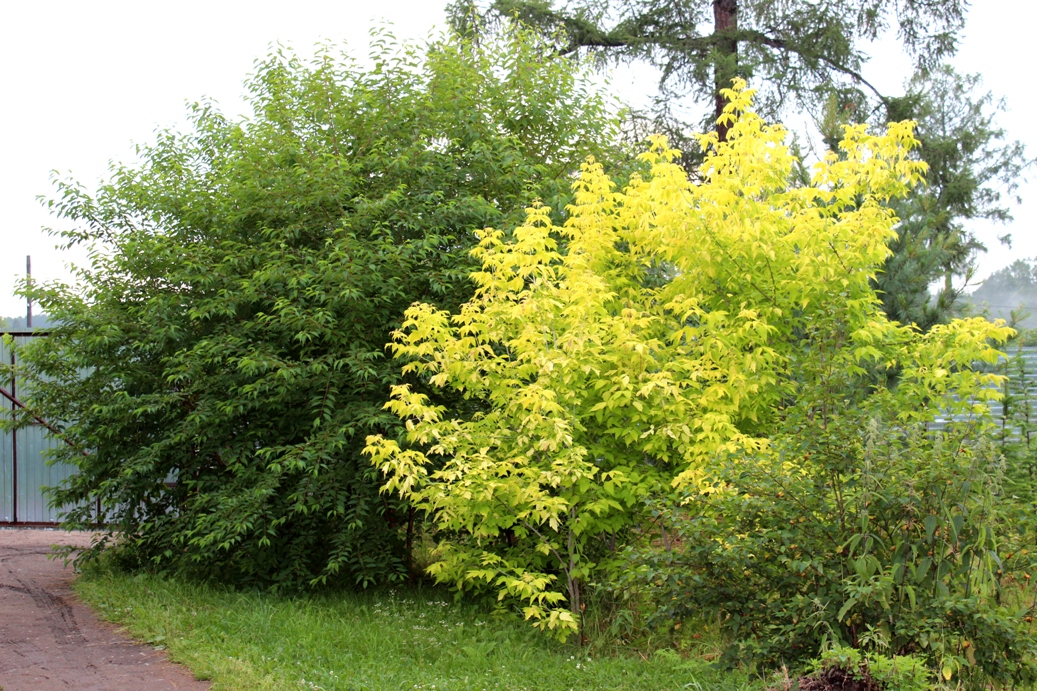 В коллекции, естественно, присутствует весь ассортимент размножаемых семенами лиственных деревьев. Выглядит это примерно так (слева направо от дальнего плана к ближнему): черемуха маака (Padus maackii), клен яcенелистный (Acer negundo ‘Aurea’), береза каменная (Betula ermanii). 