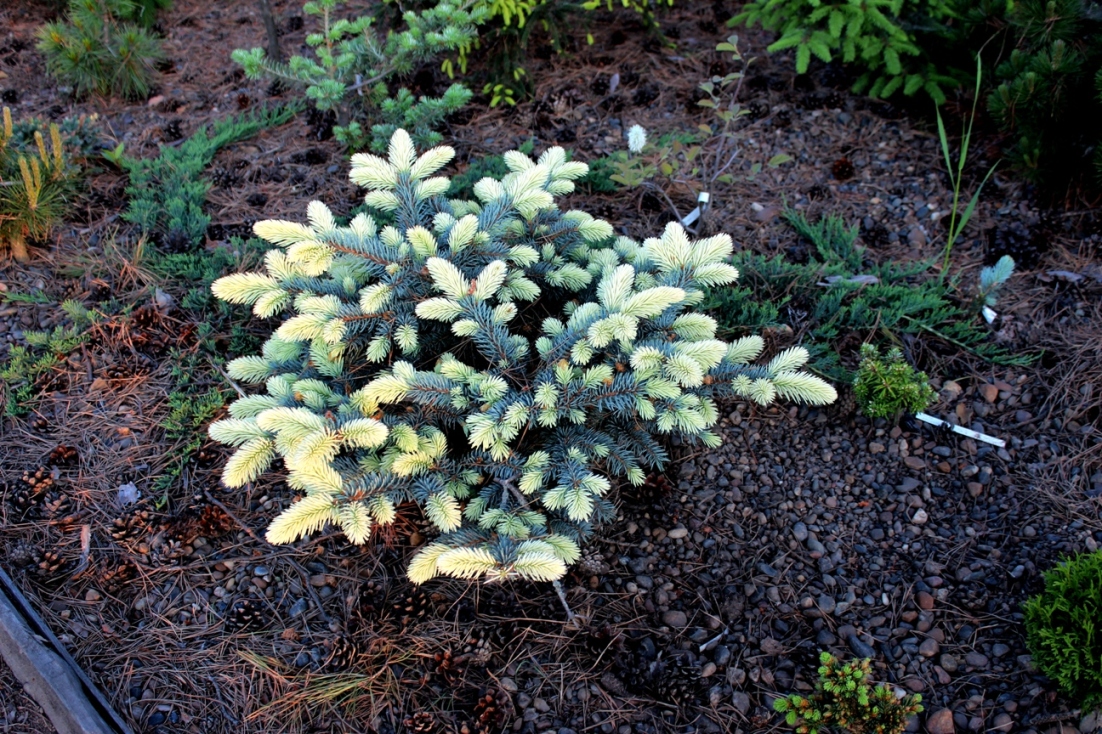Почти белый клон ели - Picea pungens ‘Bialobok’