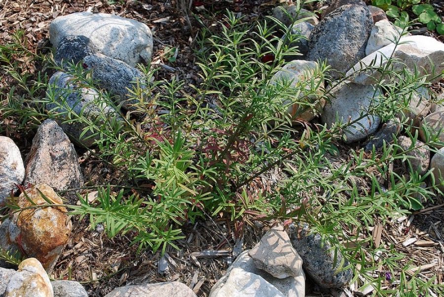Бересклет карликовый туркестанский (Euonymus nanus var. turkestanicus) 