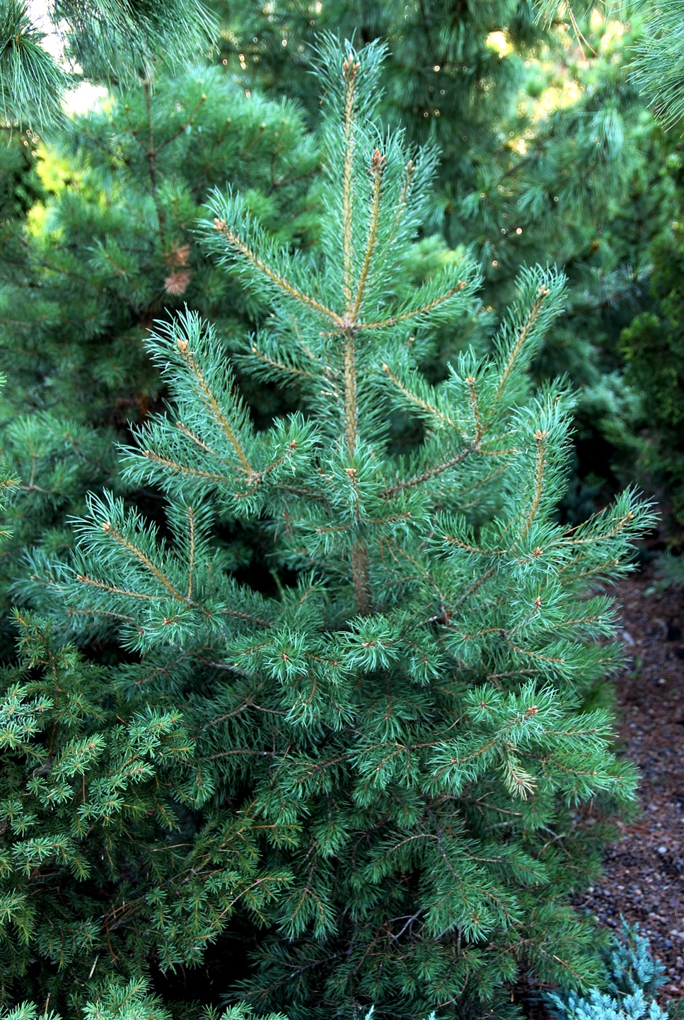 Pinus sylvestris ‘Laponica’, клон из Лапландии, 10-летняя прививка, высота 1,7 м.