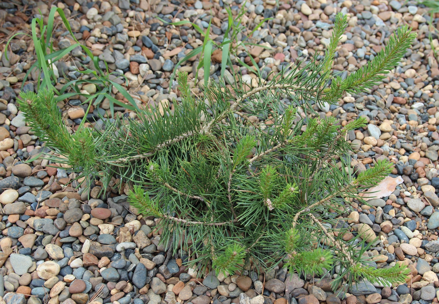 На снимке клон `Repanda`. Стелющаяся форма роста. Однако сосна горная (Pinus mugo), которая вся такая стелющаяся, смотрится более органично, да и живет у нас получше. 