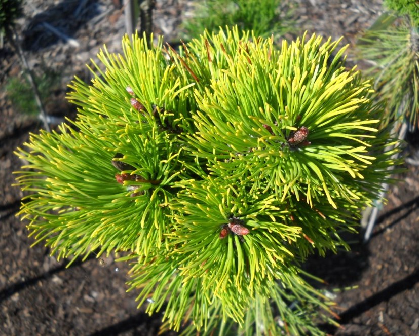 Pinus mugo Gold Star