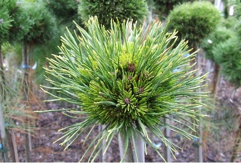 Pinus mugo `Apache`