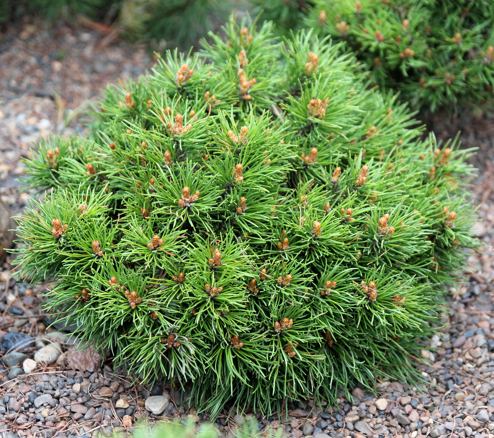 Pinus mugo `Kalus Sdl`. Фото С.Н.Горошкевича