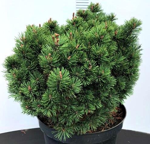 Pinus mugo `Mops` (selectie)