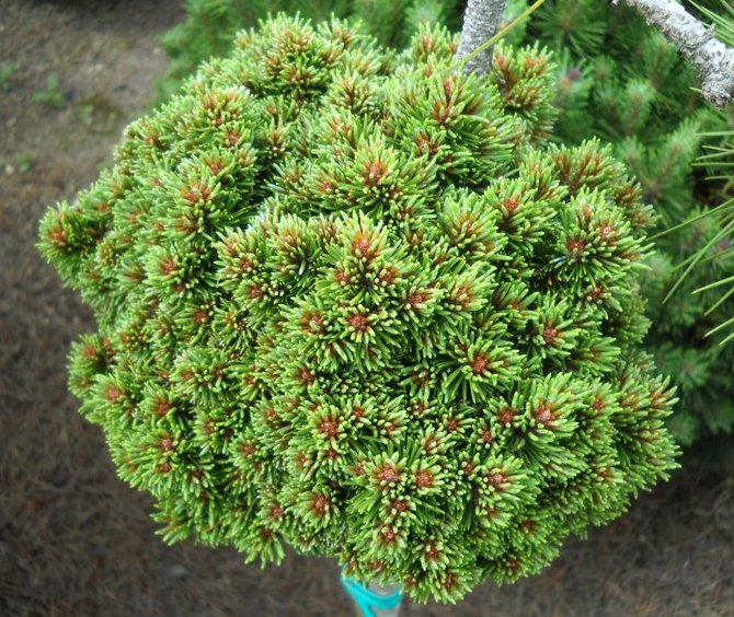 Pinus x pseudopumilio `Malik Hexe`