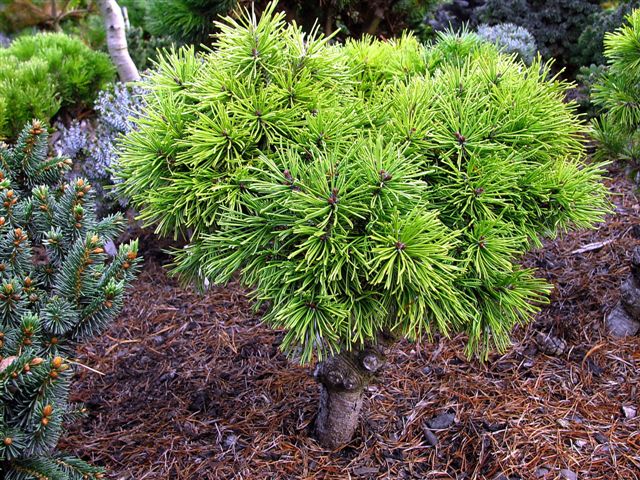 Pinus x pseudopumilio `Gotika`