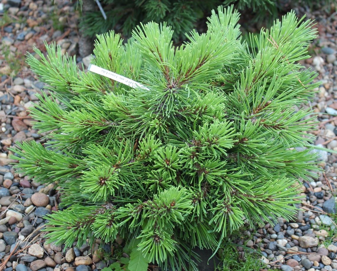 Pinus uncinata `Leyco-like`. Фото С.Н.Горошкевича 