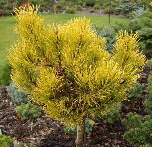 Pinus mugo December Gold