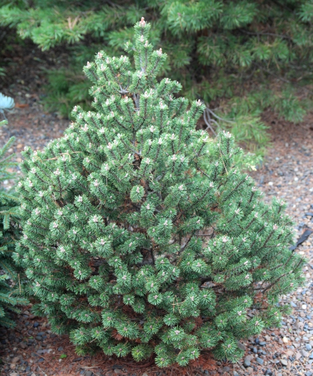 Pinus mugo Minima Kalouhs. Фото Горошкевича С.Н.