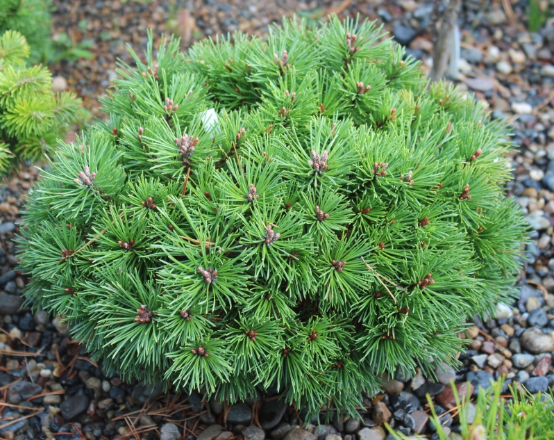 Pinus mugo Mops Pine. Фото Горошкевича С.Н.