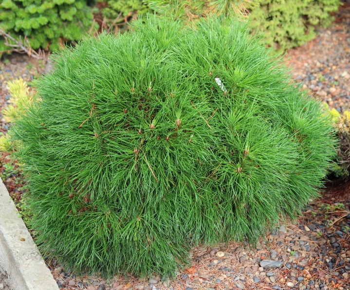 Pinus mugo Varella. Фото Горошкевича С.Н.