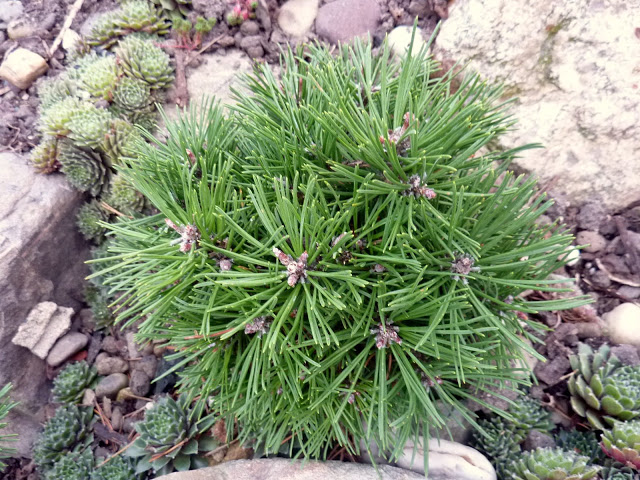 Pinus mugo `Wolodiovski`