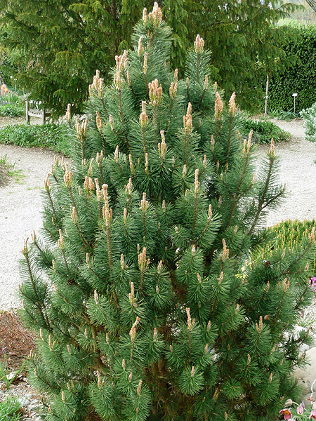 Pinus mugo `Columbo`/`Columnaris`