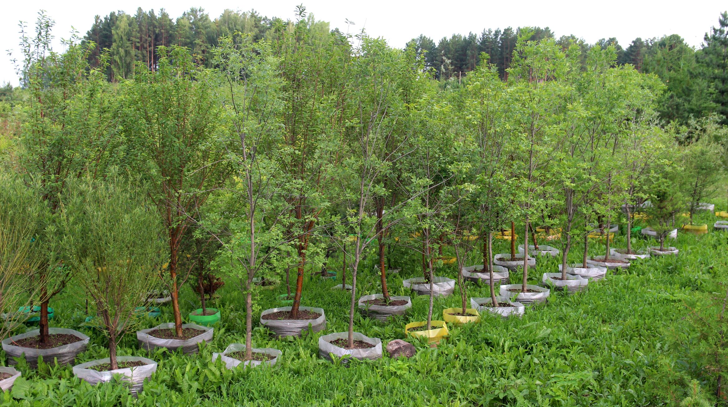 Большая часть саженцев, от мелких до крупных, продаются с закрытой корневой системой. В том числе, разнообразные лиственные деревья высотой 3-4-5 метров.