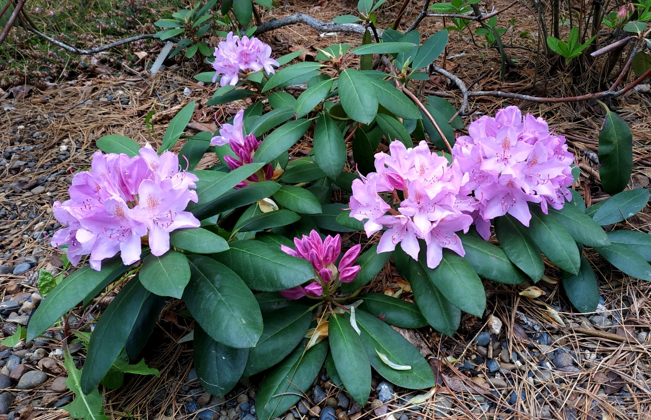 Рододендрон катевбинский (Rhododendron catawbiense Roseum Elegans). Живет у нас уже лет 7-8, зимует без вопросов, цветет ежегодно. Фото Горошкевича С.Н.