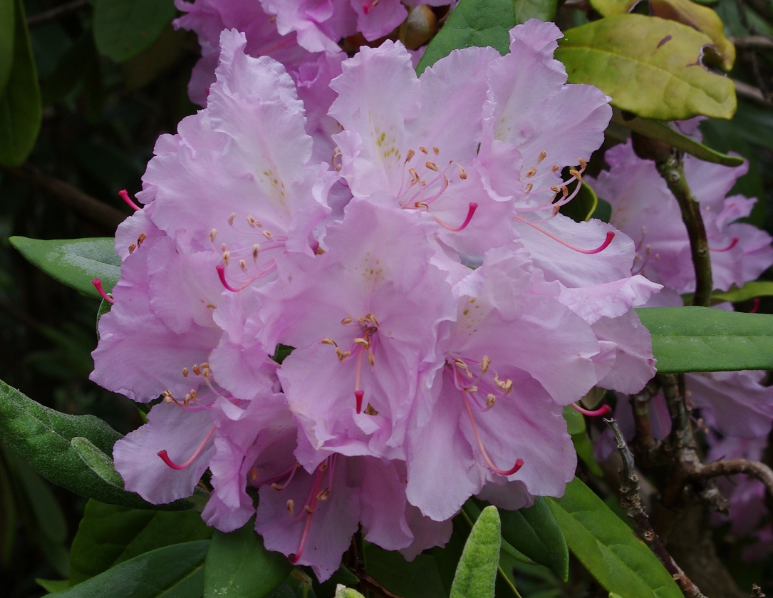 Рододендрон Смирнова  (Rhododendron smirnowii)