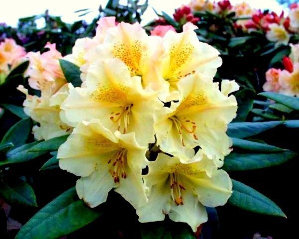 Rhododendron 'Prof. Scholz'