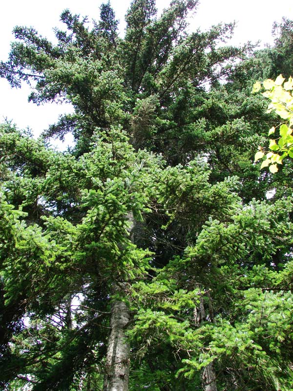 Пихта сахалинская (Abies sachalinensis) 