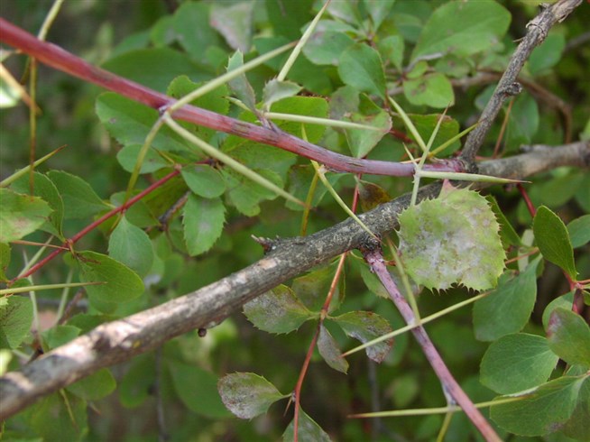 Барбарис разноножковый (шароплодный) Berberis heteropoda (B.sphaerocarpa) Schrenk