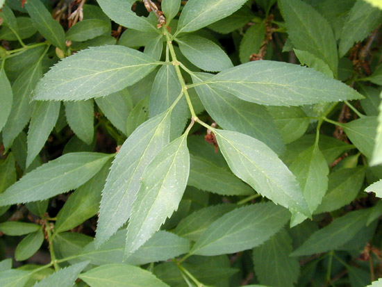Forsythia viridissima. Форзиция темно-зеленая