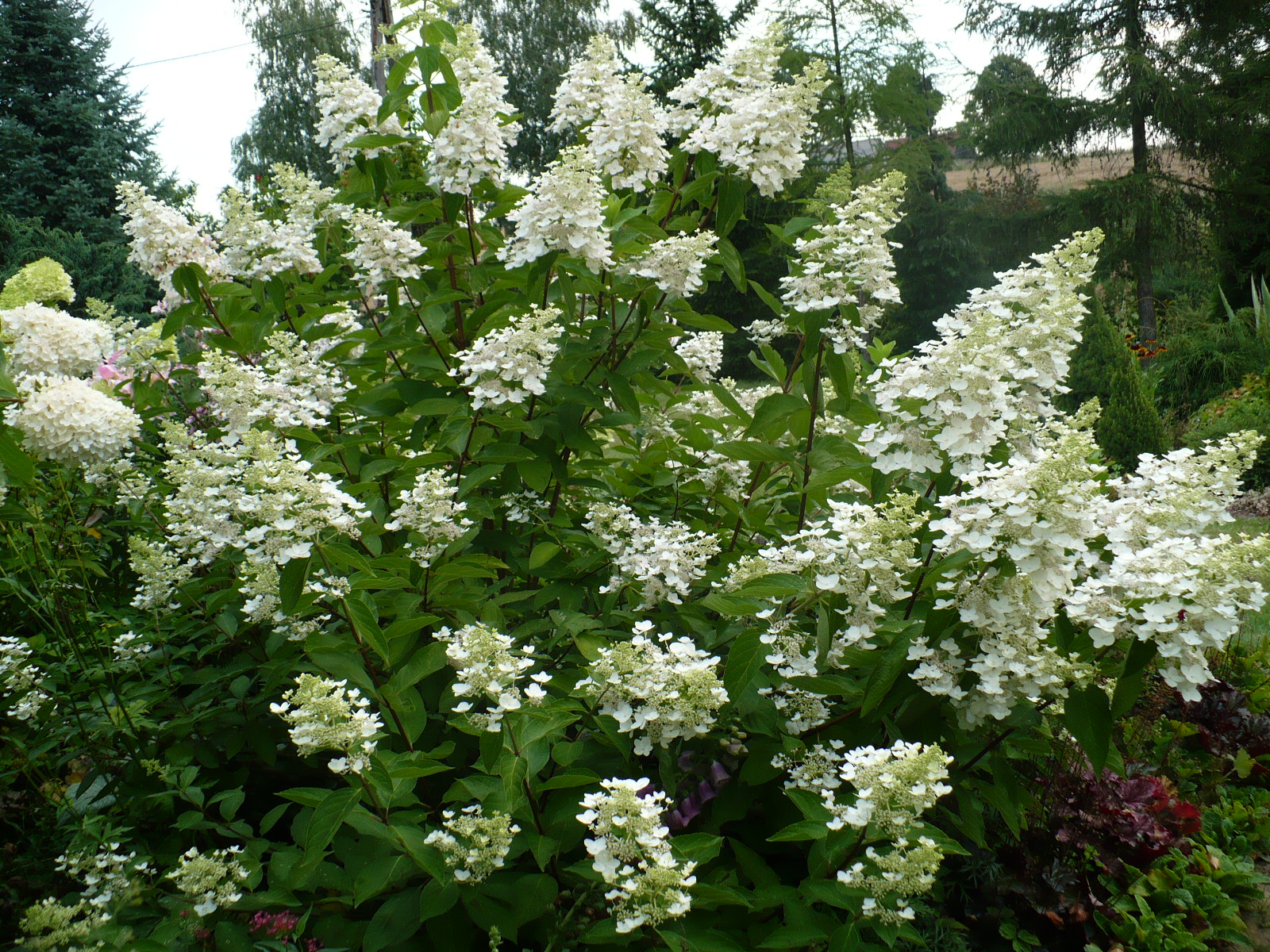 Нydrangea paniculata 'Unique'. Гортензия метельчатая.