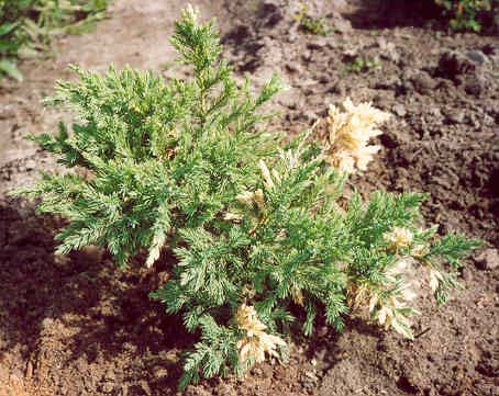 Juniperus chinensis ‘Expansa Variegata’, можжевельник китайский