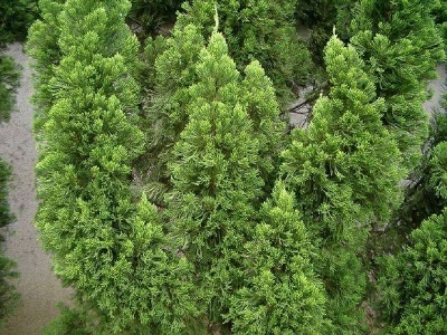 Juniperus chinensis ‘Kaizuca’, можжевельник китайский