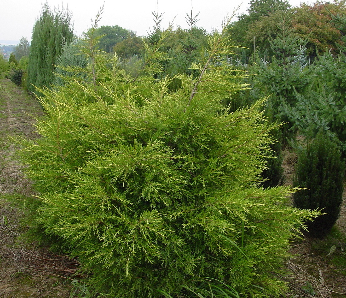 Juniperus chinensis ‘Kuriwao Gold’, можжевельник китайский