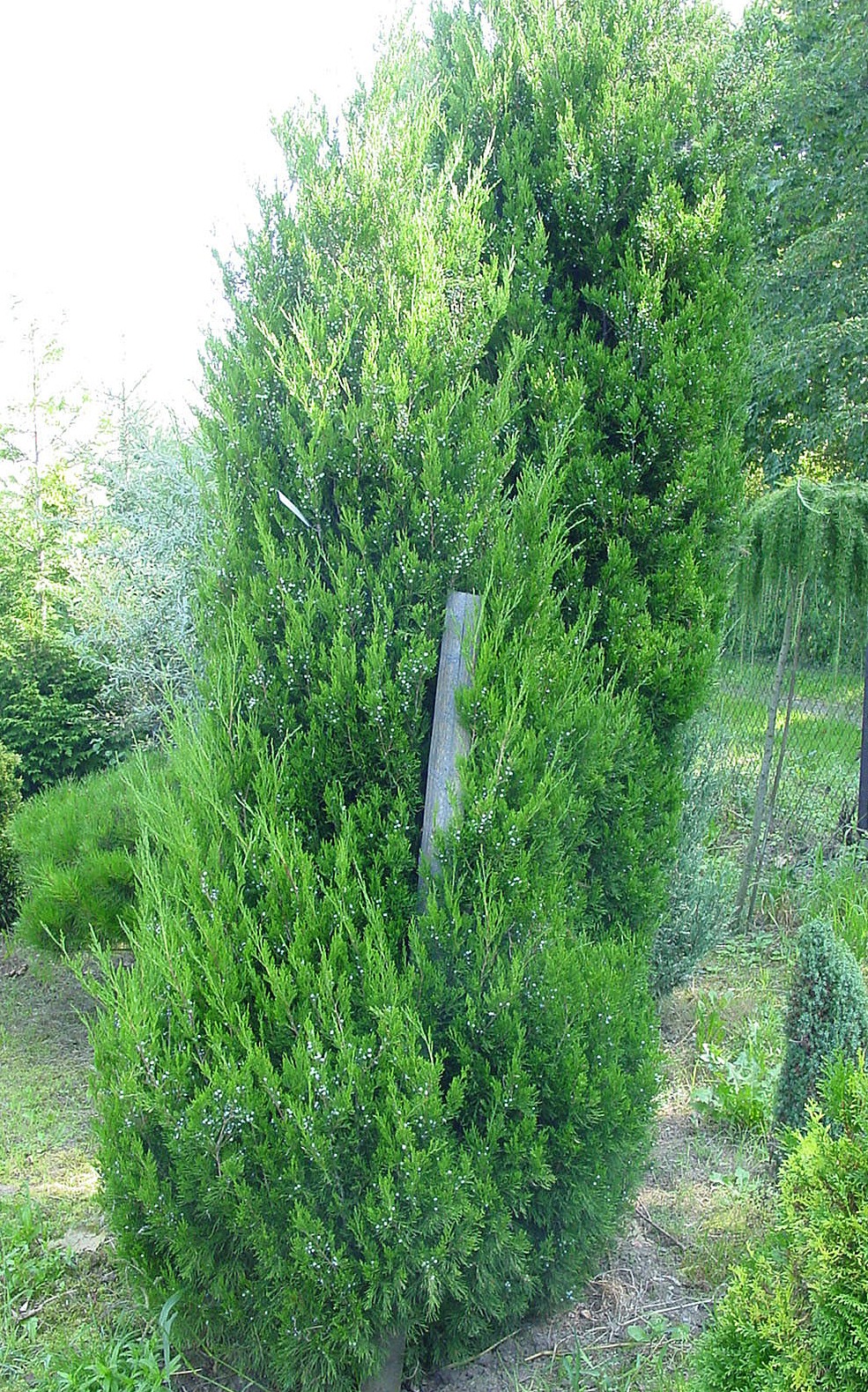 Juniperus chinensis ‘Spartan’, можжевельник китайский