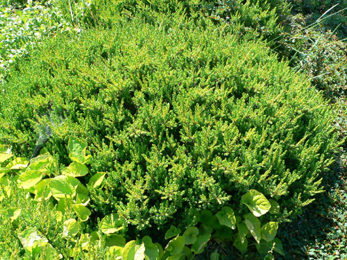 Juniperus communis ‘Anna Maria’, можжевельник обыкновенный
