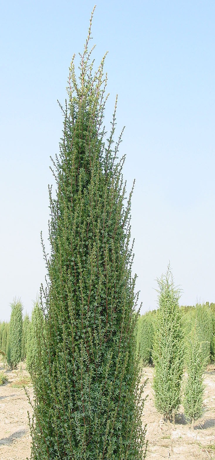   Juniperus communis ‘Arnold’, можжевельник обыкновенный