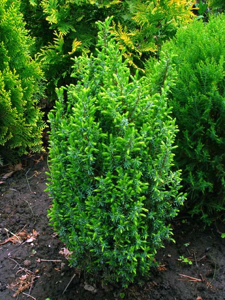  Juniperus communis ‘Compressa’, можжевельник обыкновенный 