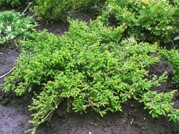  Juniperus communis ‘Effusa’, можжевельник обыкновенный