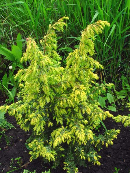 Juniperus communis ‘Schneverdinger Goldmachangel’, можжевельникобыкновенный