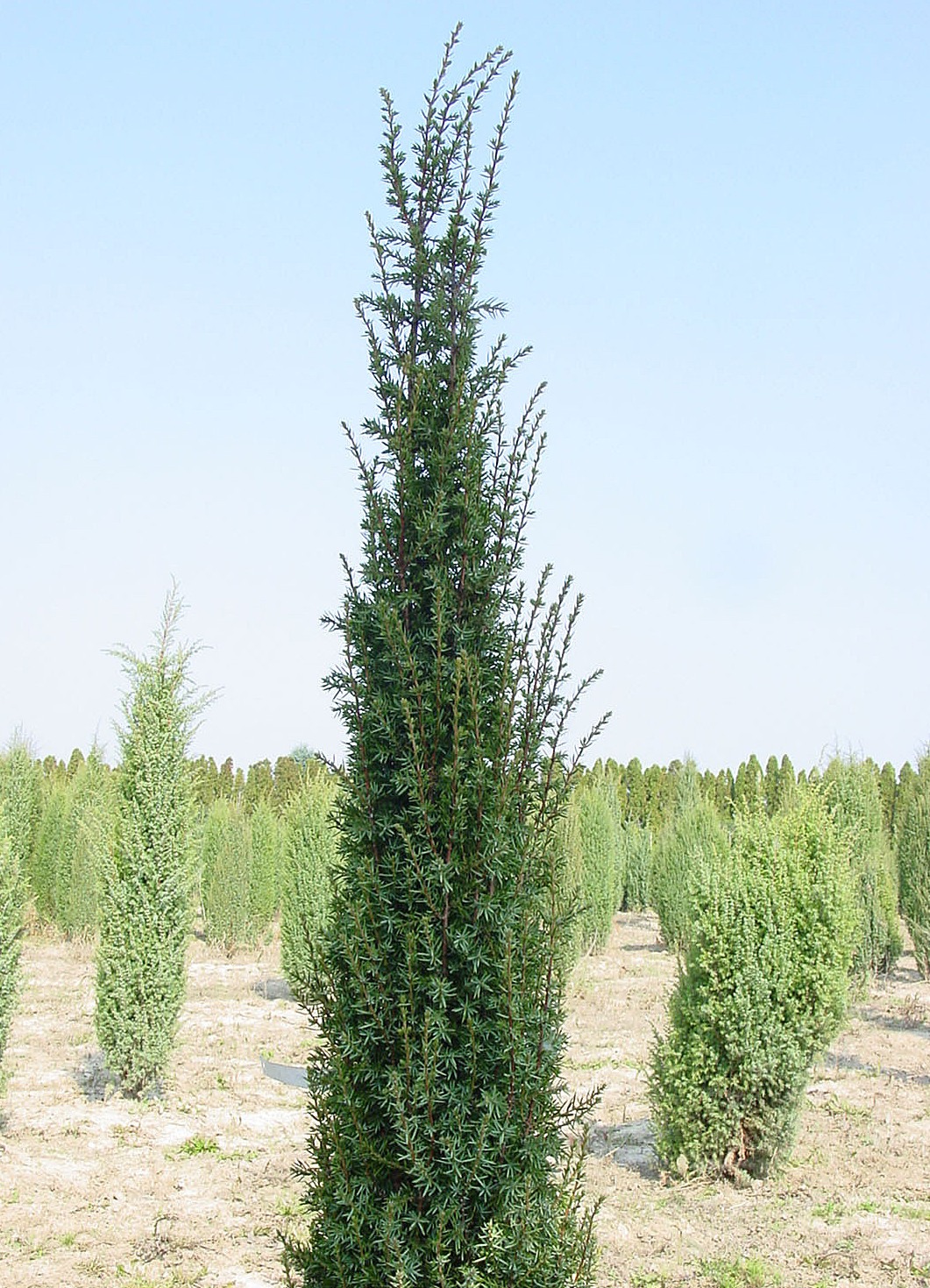  Juniperus communis ‘Sentinel’, можжевельник обыкновенный