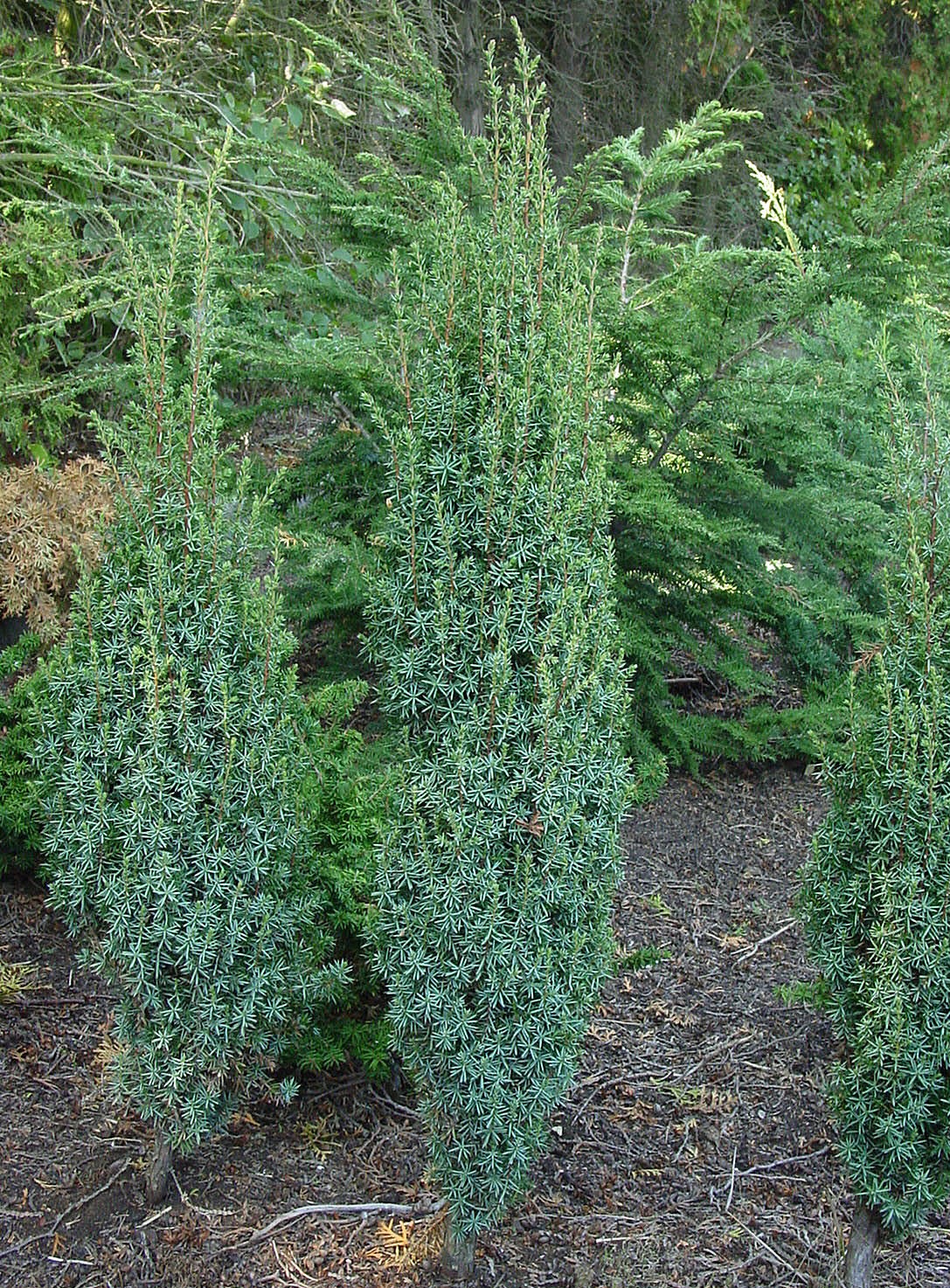 Juniperus communis ‘Suecica Nana’, можжевельник обыкновенный 