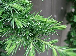 Можжевельник прибрежный (Juniperus conferta)