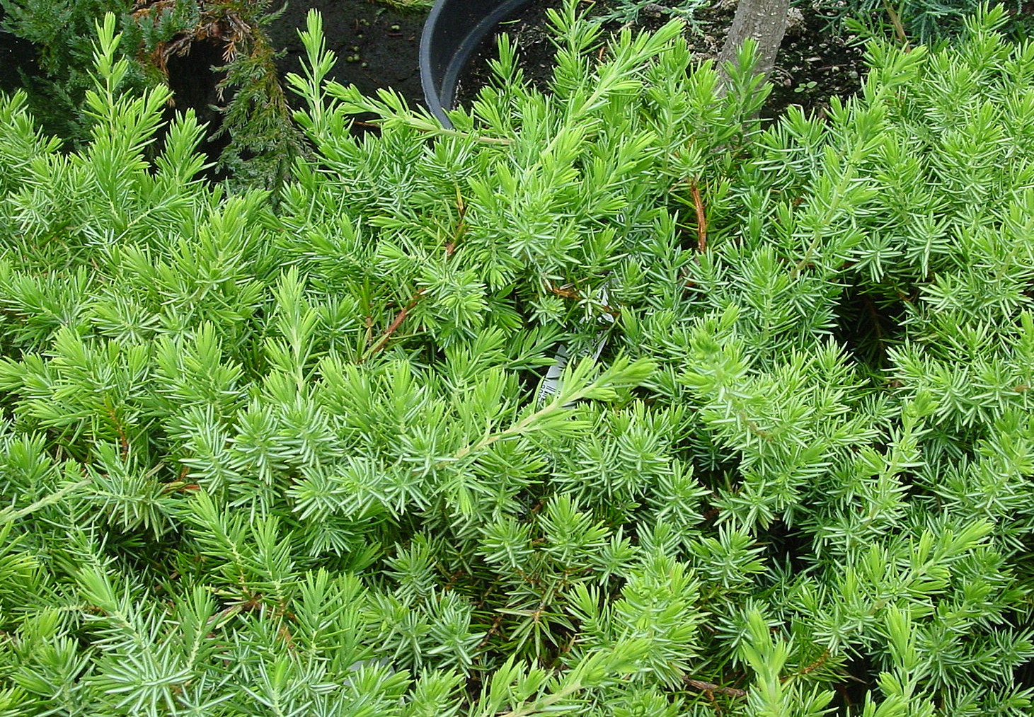 Juniperus conferta ‘Blue Pacific’, можжевельник прибрежный