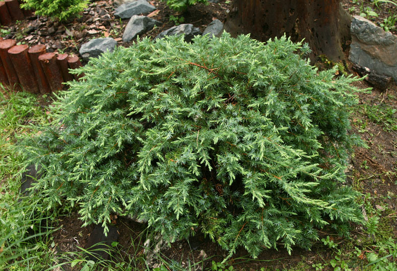  Juniperus conferta ‘Schlager’, можжевельник прибрежный