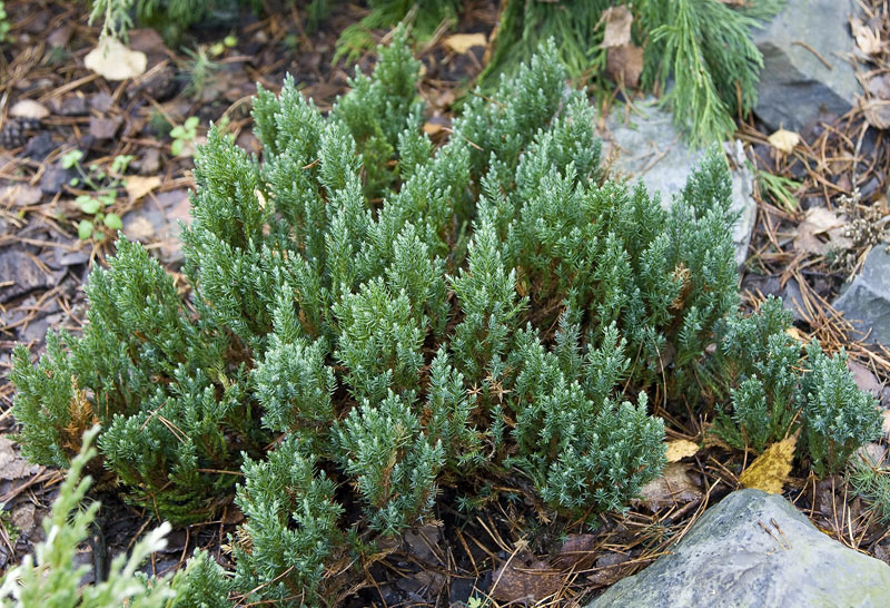  Juniperus horizontalis ‘Blue Forest’, можжевельник горизонтальный