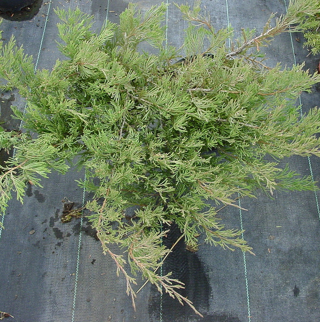  Juniperus horizontalis ‘Coast Mayne’, можжевельник горизонтальный