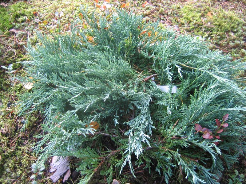 Juniperus horizontalis ‘Hughes’, можжевельник горизонтальный 