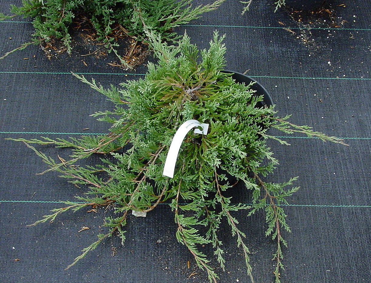 Juniperus horizontalis ‘Jade River’, можжевельник горизонтальный