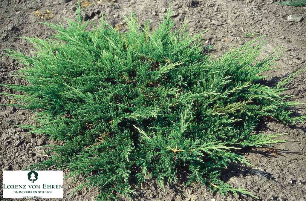 Juniperus horizontalis ‘Prince of Wales’, можжевельник горизонтальный