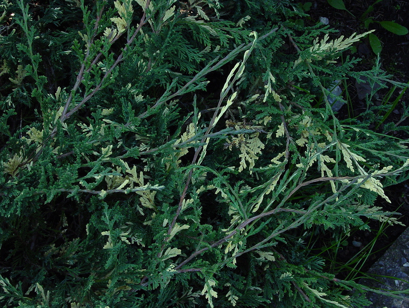  Juniperus horizontalis ‘Variegata’, можжевельник горизонтальный