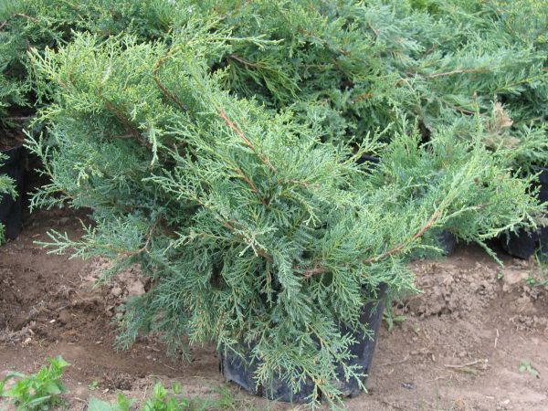 Juniperus × pfitzeriana ‘Compacta’, можжевельник Пфитцера