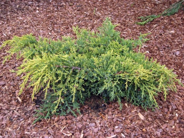 Juniperus × pfitzeriana ‘Goldkissen’, можжевельник Пфитцера