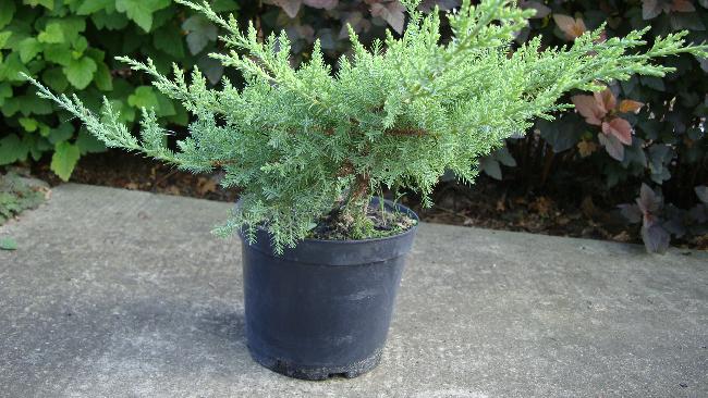 Juniperus × pfitzeriana ‘Маthot’, Можжевельник Пфитцера
